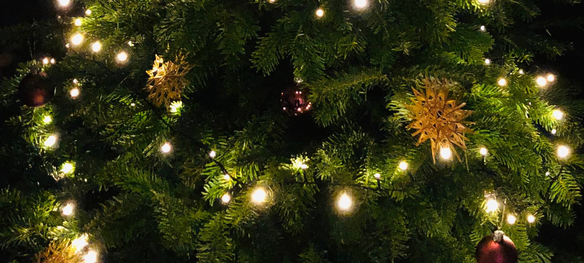 Tannenbäume werden ab kommender Woche abgeholt