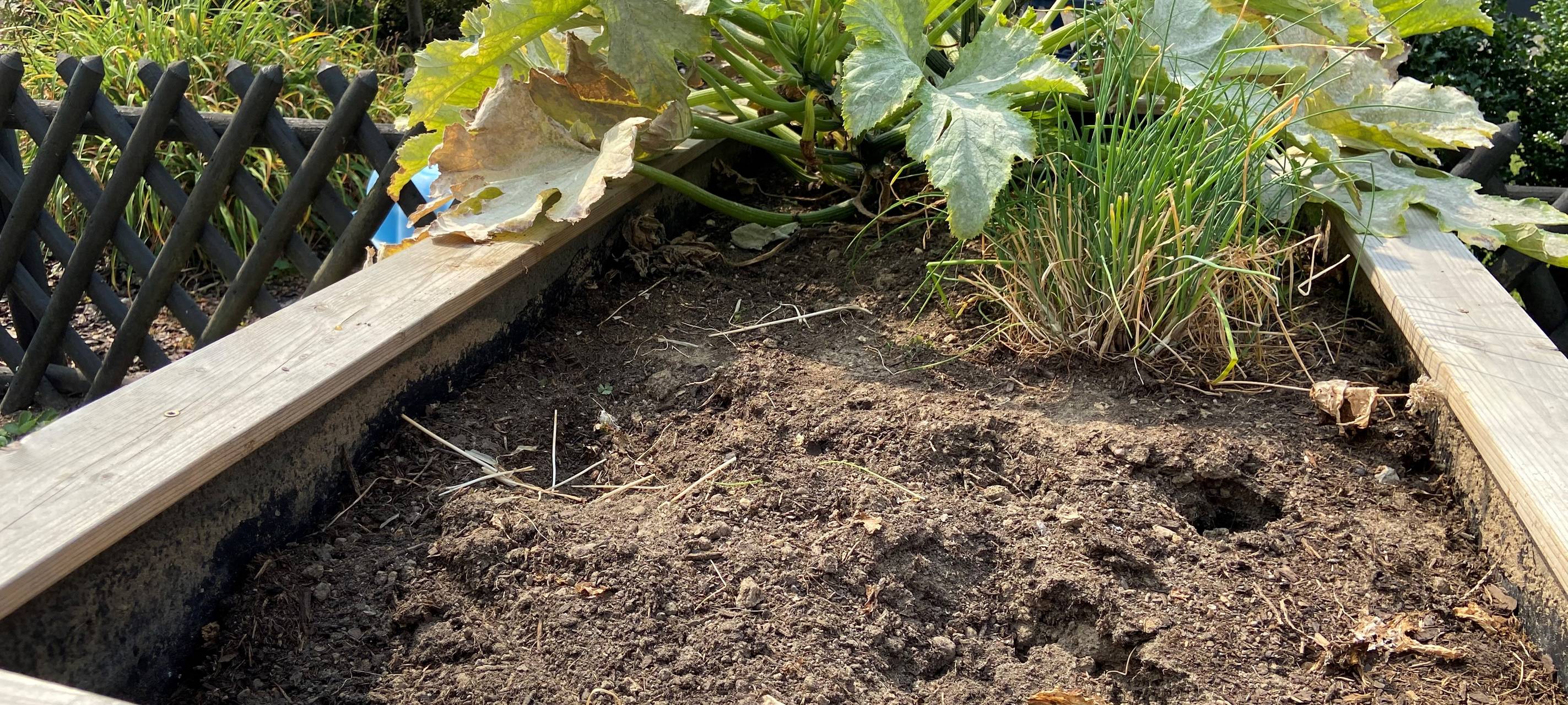 Spargelernte im RSG-Land macht Probleme