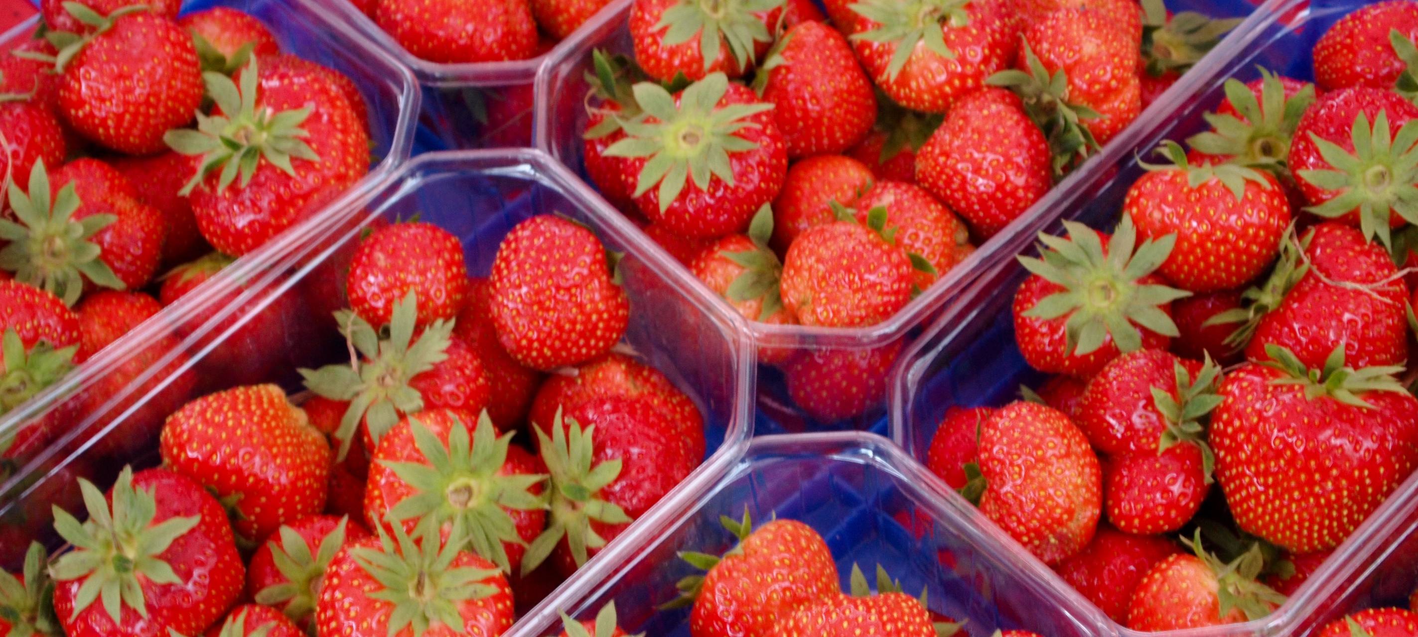 Erdbeersaison im RSG-Land etwas später gestartet