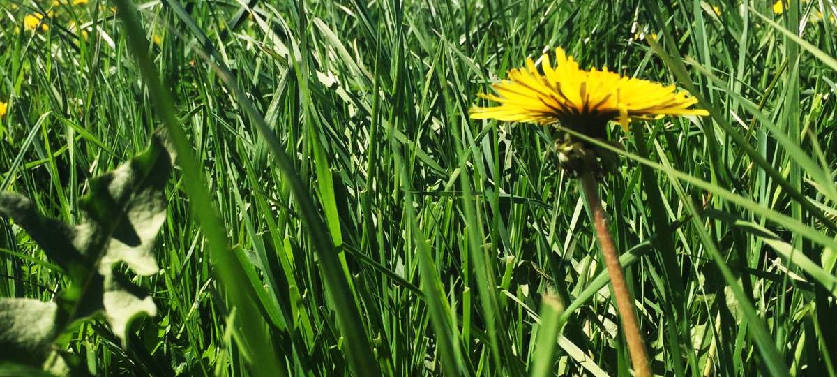 Ein Monat ohne Rasenmähen für mehr Artenvielfalt