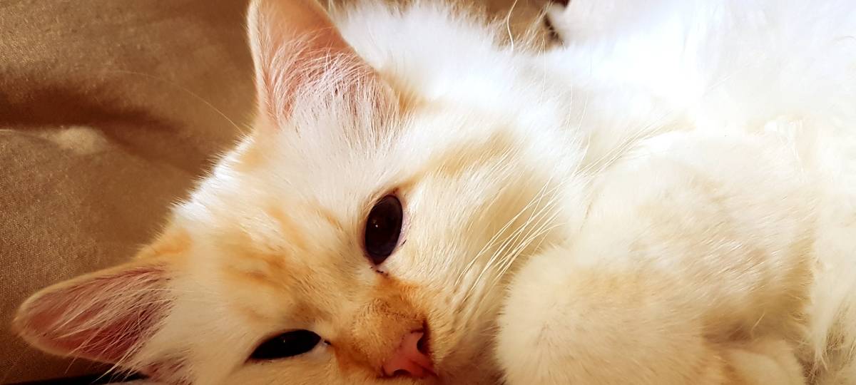 Tierfahndung