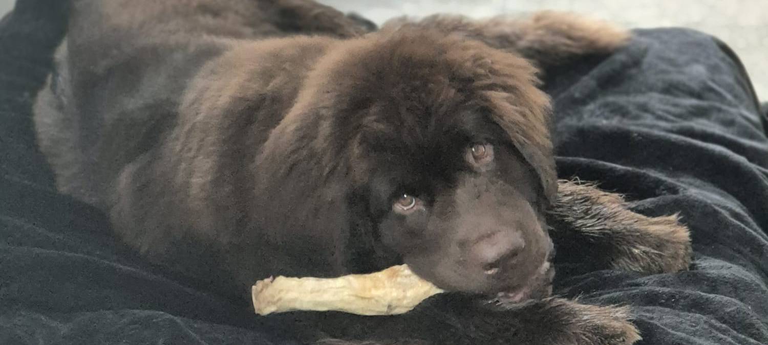 Familie sucht Betreuer für Neufundländer