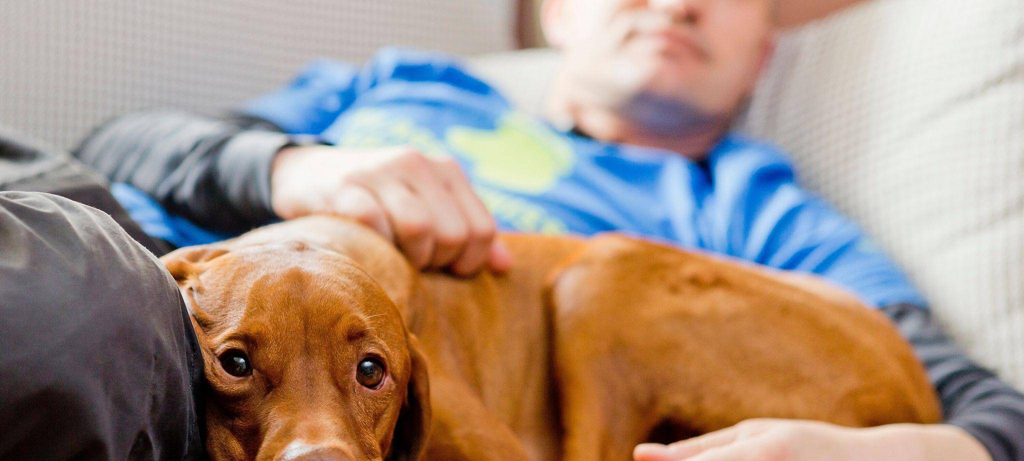 Ein Vizsla wird von einem Mann auf dem Sofa gestreichelt