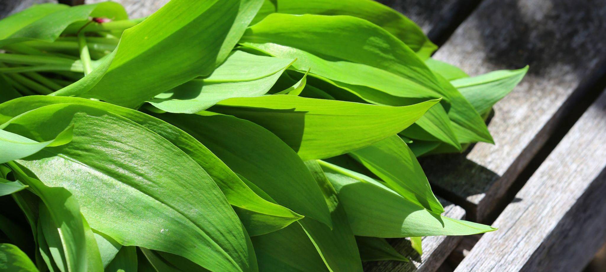 Bärlauch auf einem Holztisch