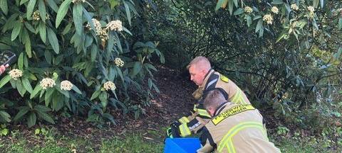 Feuerwehr rettet neun Küken in Solingen